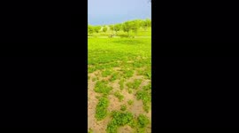 Rajasthan farm video end nature.Rajasthan Culture and Natural Beauty