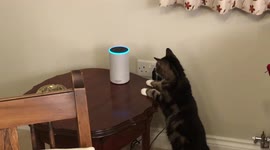 Confused cat doesn't know how to react after Amazon speaker makes meow sounds