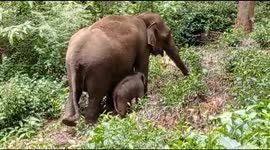 Mother elephant clears path of thorned bushes for her calf