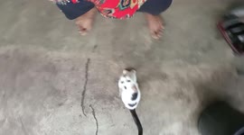 The display of a love of a cat to a man