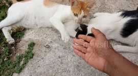 Cat Play How to Hunt and Bite His Sibling's Neck