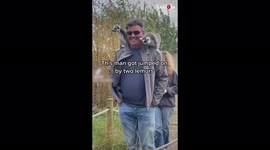 ''Is It You, King Julien?' - Man Jumped on by Lemurs During Trip to Zoo'