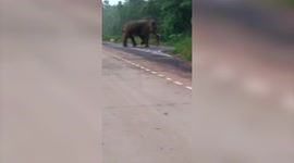 Giant tusker strolls amid highway in eastern India