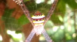 Colourful Spider Build Zig Zag Pattern Web To Attract Insects
