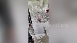 Lost dog swims through submerged roads into pet clinic in eastern China