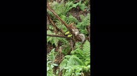 Determined Squirrel