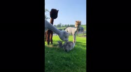 Group of intrigued alpacas follow pet cat around their field in the Netherlands