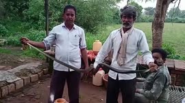 Snakes sneak in a farm in central India
