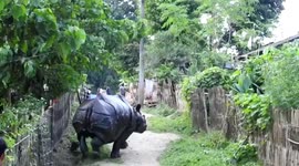 Rhino escapes and is chased through residential areas in northeastern India