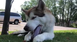 When your tongue isn't long enough: Alaskan Malamute fights for last drop of smoothie