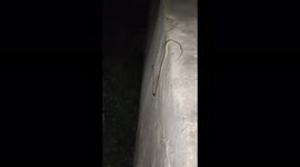 The wall climber snake. Cat snake can come to see you anywhere, it doesn't matter on what floor you live.