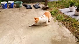 Cat Play with His Life Toy He Let It Go and Catch for Many Times