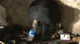 Sad sight of sloth bear drinking cola from trash pile on India's Mount Abu