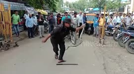Panic then relief as 2m snake spotted then captured in Indian tea shop