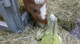 Shetland pony says a friendly hello to an iguana at Thai pet fair