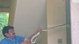Snake rescued from residential building in southern India