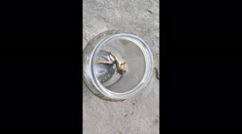 Lizard trying lots to save her live to leave by bottle