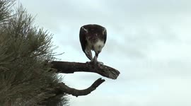 An Osprey nearly chokes on his fish lunch, then cleans his feet and beak