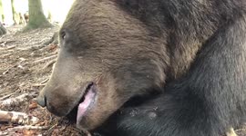 Taking the fish away from the bear