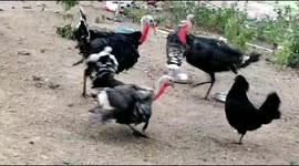 Clash of clans : A flock of Turkeys and the country hen fought with each other ferociously in South India.