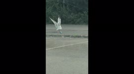 Onlookers amused as seagull spotted chasing bouncy ball around car park