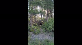 Grizzly Bear eating a freshly killed deer in Yellowstone National Park