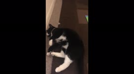 Too much catnip can lead to a very hyper and energetic kitty.