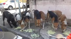 A women in South India takes care of more than 50 abandoned stray dogs.
