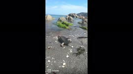 Friendly seal pup basking in sun