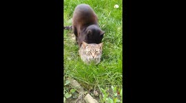 Cats having fun