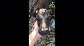 This is baby cow just born 2 days ago and it levea mother them.