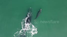 Whale and calf travel peacfully together along the whale route of South Africa