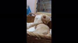 Cat cleaning itself (close up)