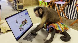 Monkey Sasha's hilariously heavy-handed moderation of her popular Facebook page
