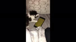 Tiny cute rescued kitten watches mouse game on a smartphone in South Africa