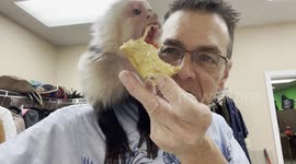 Capuchin Monkey Cody Sharing Breakfast with His Pet Human