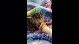 Tiny baby rescued kitten drinks her milk formula at her foster home in South Africa