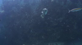 Divers in the waters of Thailand encounter a Giant Pufferfish