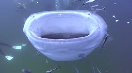 Whale shark approaches divers and gives them a view inside its large mouth