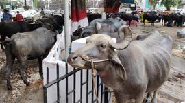 The animals have no freedom to celebrate Independence Day in India