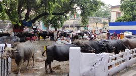 The Animal has no freedom to celibrate independence day in India