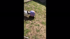 Rabbit playing football