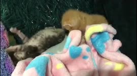 Adorable tiny rescue kittens meet each other for the first time at their foster home in South Africa