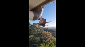 Aussie snake catcher removes python with bird in its mouth from guttering