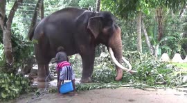 Tallest tusker gets ready ahead of festivities in Sri Lanka
