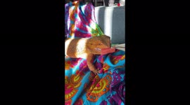 'Adorable, Foodie Lizards Munching on DELICIOUS Treats '