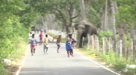 Dramatic moment wild elephant chases men down Sri Lankan road