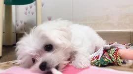 cute puppy is eating dog gum, puppy is very cute. White dog is my friend.