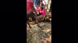 1# Indonesian locals tried to help sick Sumatran tiger but ended up dying, presumably from dehydration