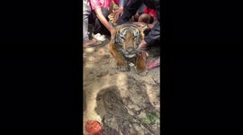 2# Indonesian locals tried to help sick Sumatran tiger but ended up dying, presumably from dehydration